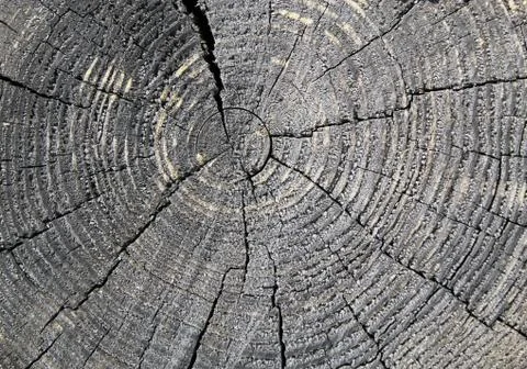 The old wood texture with natural patterns. Cross-section of the old tree Stock Photos