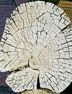 The old wood texture with natural patterns. Cross-section of the old tree Stock Photos
