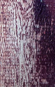 The old wood texture with natural patterns. Cross-section of the old tree Stock Photos