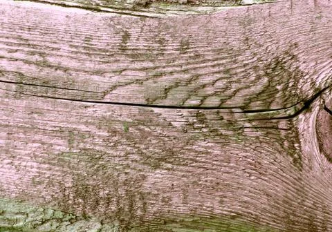 The old wood texture with natural patterns. Cross-section of the old tree Stock Photos