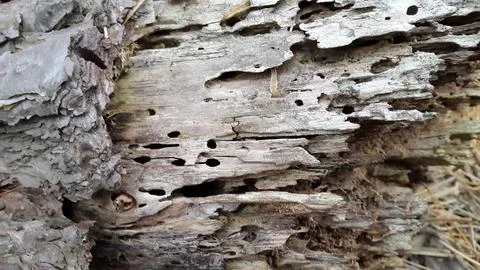 Old wood texture with natural patterns. Vintage wood background Stock Photos