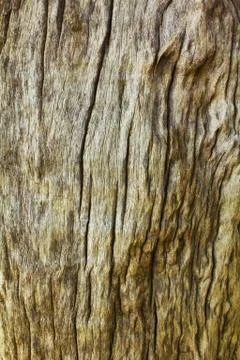 Old wood texture. Stock Photos