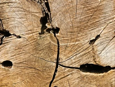 Old wood texture. Stock Photos
