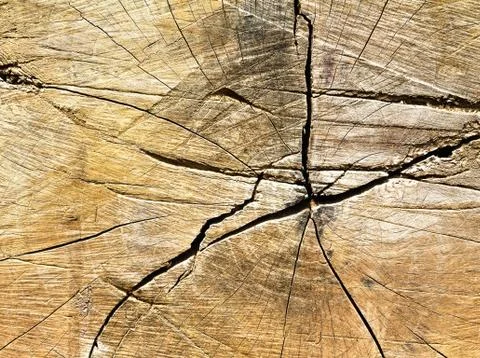 Old wood texture. Stock Photos