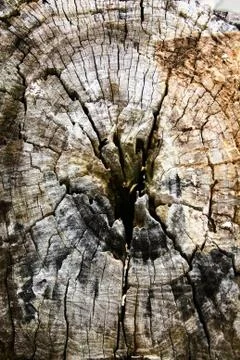 Old wood texture Stock Photos