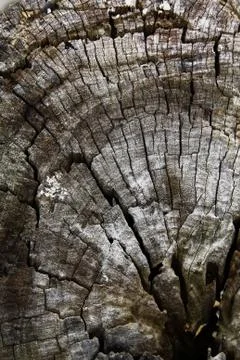 Old wood texture Stock Photos