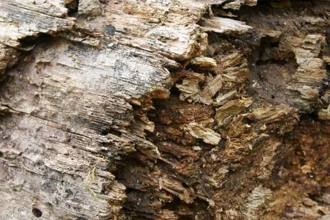 Old wood texture Stock Photos