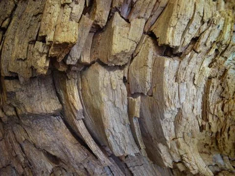 Old wood texture. Stock Photos