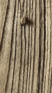 Old Wood Texture Stock Photos