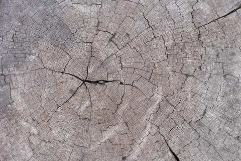 Old wood texture Stock Photos