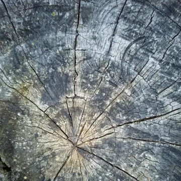 Old Wood Texture  Stock Photos