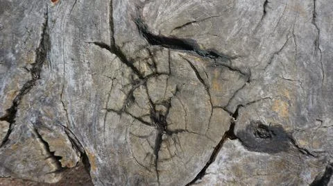 Old wood texture For use as a background or illustration. 스톡 일러스트