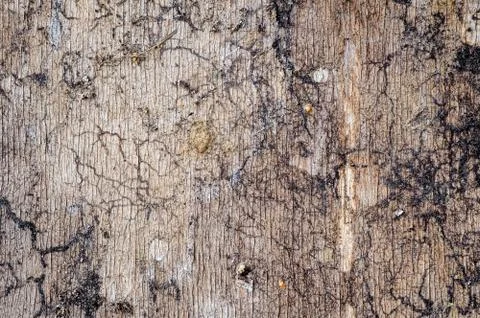Old wood texture for web background Stock Photos