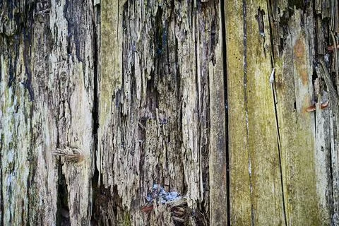 Old wood texture for web background, Rotten, decrepit, rotten wooden backdrop Foto stock