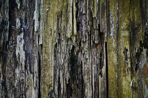 Old wood texture for web background, Rotten, decrepit, rotten wooden backdrop Stock Photos