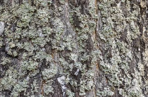 Old wood tree bark cortex texture with moss. Old birch tree. Selective focus. Stockfoto's