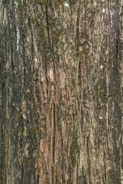 Old wood tree bark texture with green moss Stock Photos