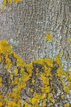 Old wood tree bark texture with green moss Stock Photos