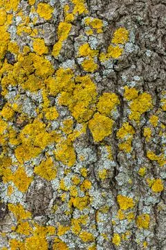 Old wood tree bark texture with green moss Stock Photos