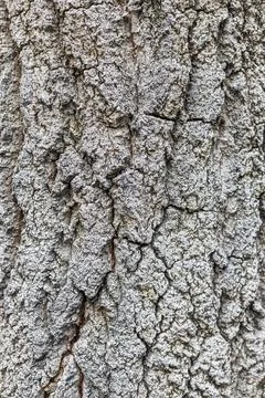 Old wood tree bark texture with green moss Stock Photos