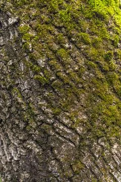 Old wood tree bark texture with green moss Stock Photos