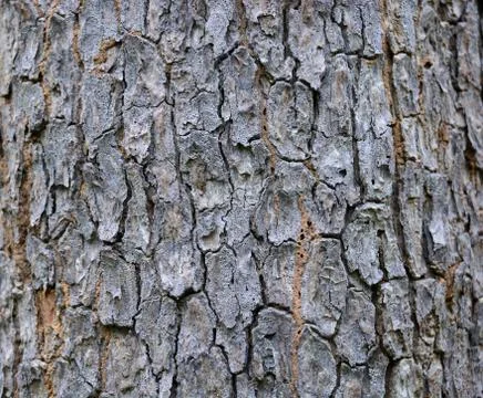 Old Wood Tree Texture Background Pattern Stock Photos