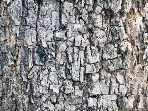 Old Wood Tree Texture Background Pattern Stock Photos