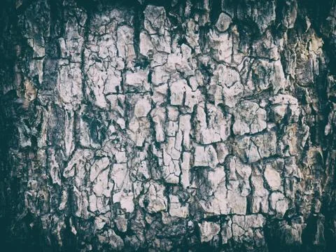 Old Wood Tree Texture Background Pattern Stock Photos