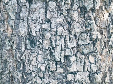 Old Wood Tree Texture Background Pattern Stock Photos