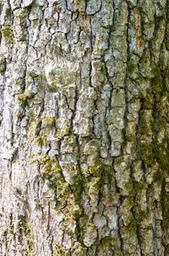Old Wood Tree Texture Background Pattern Stock Photos