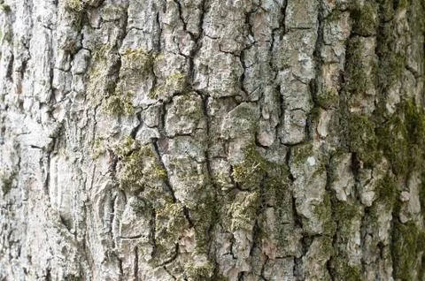 Old Wood Tree Texture Background Pattern Stock Photos