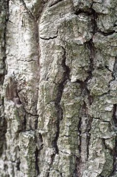Old Wood Tree Texture Background Pattern Stock Photos