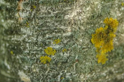 Old Wood Tree Texture Background Pattern Фото