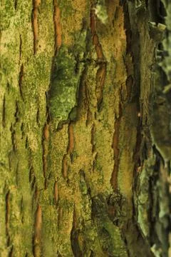 Old Wood Tree Texture Background Pattern Foto stock