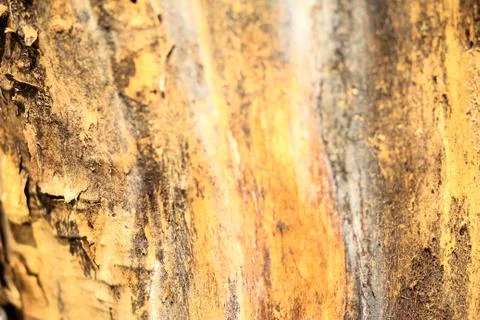 Old Wood Tree Texture Background Pattern 库存照片