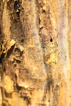 Old Wood Tree Texture Background Pattern Fotos Stock