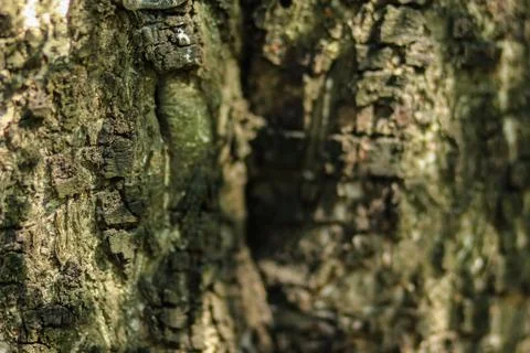 Old Wood Tree Texture Background Pattern 库存照片