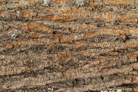 Old Wood Tree Texture Background Pattern Stock Photos