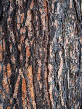 Old wood tree texture background pattern. 写真素材