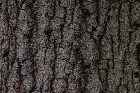 Old Wood Tree Texture Background Pattern. Background. Stock Photos