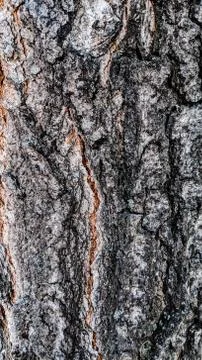 Old Wood Tree Texture Background Pattern Stock Photos