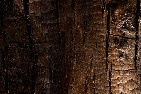 Old Wood Tree Texture Background Pattern Foto stock