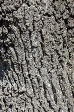 Old wood tree texture background pattern. Natural bark Foto stock