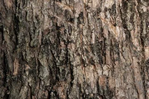 Old Wood Tree Texture Background. Close Up of Tree Bark. Bark texture. Stock Photos