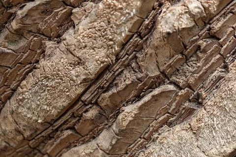 Old Wood Tree Texture Background Pattern. bark of cork tree, folds, cracks Stock Photos