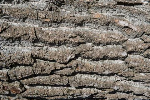 Old Wood Tree Texture Background Pattern Stock Photos