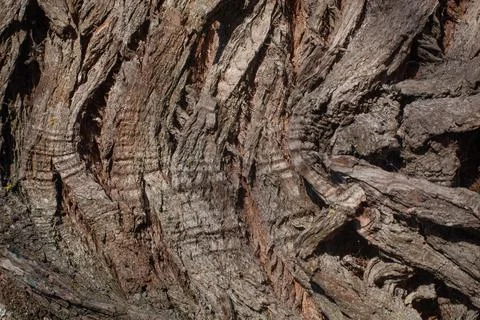 The Old Wood Tree Texture Background Pattern Stock Photos