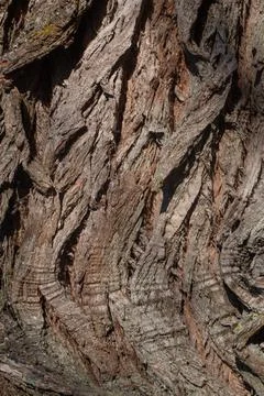The Old Wood Tree Texture Background Pattern Stock Photos