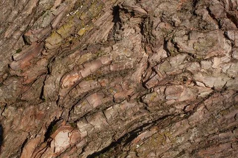 The Old Wood Tree Texture Background Pattern Stock Photos