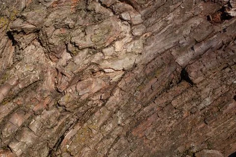 The Old Wood Tree Texture Background Pattern Stock Photos